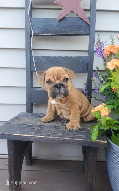 Finn – English Bulldog puppy for sale in Newport, PA
