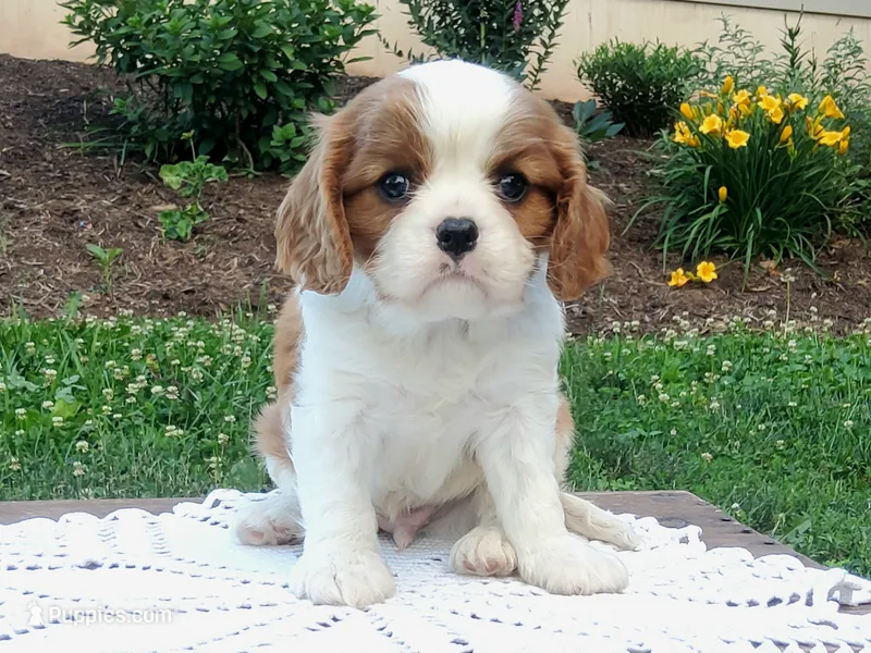 Hoss – Cavalier King Charles Spaniel puppy for sale in Newport, PA