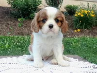 Hoss, a male Cavalier King Charles Spaniel for sale in Newport, PA – 7 of 8