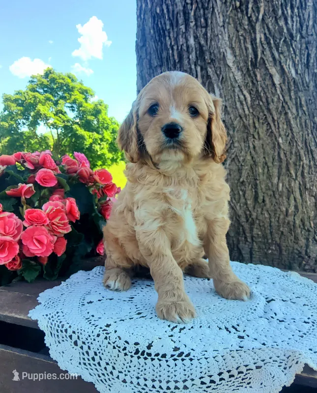 Sunshine  – Cockapoo puppy for sale in Newport, PA