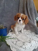 processed/08f863c0-5afa-488e-94af-fb1c0b6ecb01/listing/089545ec-deff-4bfa-8f38-361fdf7afc08/2ec462bd-22bb-47f8-90a8-b56d175b0bc8