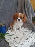 processed/08f863c0-5afa-488e-94af-fb1c0b6ecb01/listing/089545ec-deff-4bfa-8f38-361fdf7afc08/ff73eef9-93eb-4db9-80c3-1433e04f5062