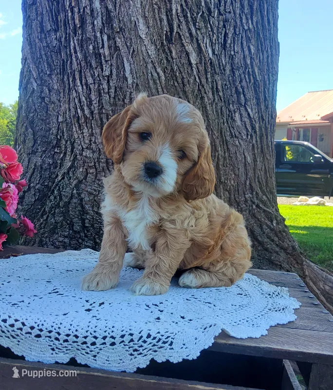 Sweetie  – Cockapoo puppy for sale in Newport, PA