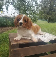 Hugo, a male Cavalier King Charles Spaniel for sale in Newport, PA – 2 of 10