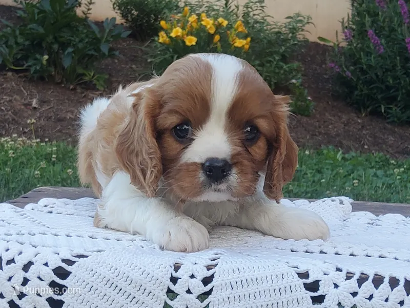 Hugo – Cavalier King Charles Spaniel puppy for sale in Newport, PA