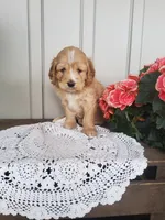 Sunshine , a female Cockapoo for sale in Newport, PA – 2 of 3