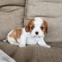 Hoss, a male Cavalier King Charles Spaniel for sale in Newport, PA – 3 of 3