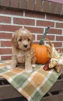 Twinkle, a female Cockapoo for sale in Newport, PA – 3 of 4