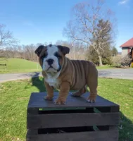 Mandi, a female English Bulldog for sale in Newport, PA – Photo 4 of 8