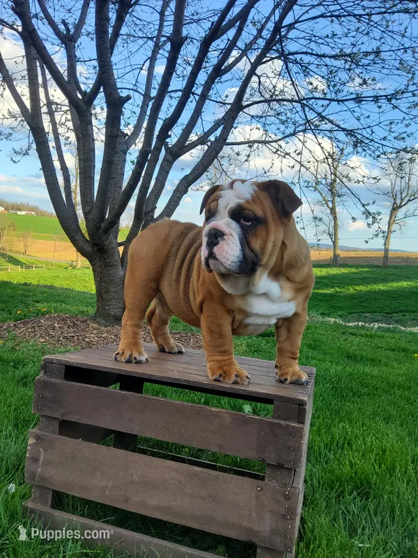 Mandi – English Bulldog puppy for sale in Newport, PA