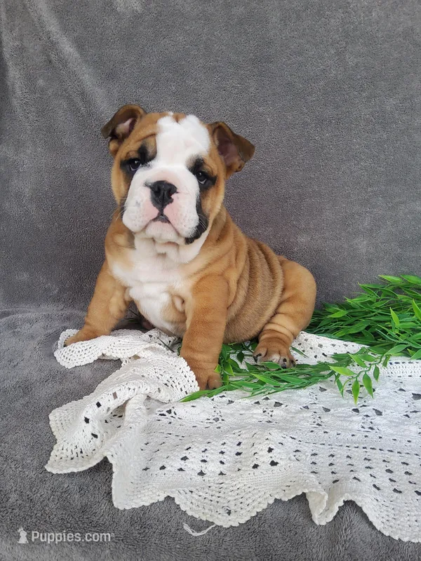 Mandi – English Bulldog puppy for sale in Newport, PA