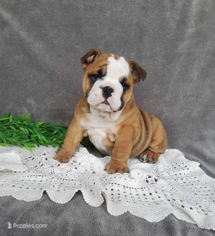 Mandi – English Bulldog puppy for sale in Newport, PA