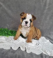 Mandi, a female English Bulldog for sale in Newport, PA – Photo 5 of 8