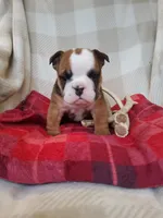 Mandi, a female English Bulldog for sale in Newport, PA – Photo 2 of 5