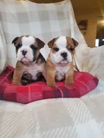 Mandi, a female English Bulldog for sale in Newport, PA – Photo 5 of 5