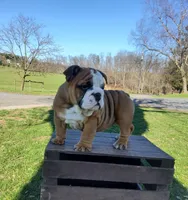 Mandi, a female English Bulldog for sale in Newport, PA – Photo 1 of 8