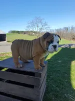 Mandi, a female English Bulldog for sale in Newport, PA – Photo 3 of 8