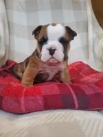 Mandi, a female English Bulldog for sale in Newport, PA – Photo 1 of 5