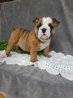 Mandi, a female English Bulldog for sale in Newport, PA – Photo 6 of 8