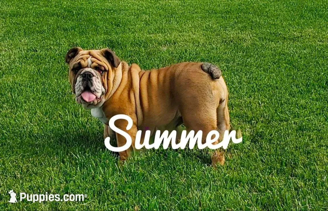 Mandi, a female English Bulldog for sale in Newport, PA – Photo 7 of 8