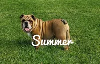 Mandi, a female English Bulldog for sale in Newport, PA – Photo 4 of 5