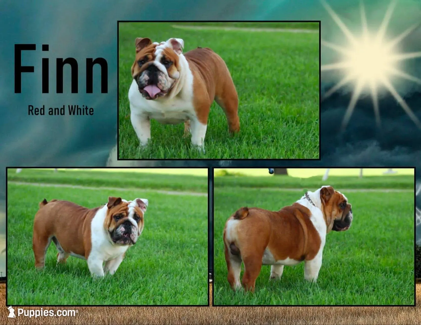 Mandi, a female English Bulldog for sale in Newport, PA – Photo 8 of 8