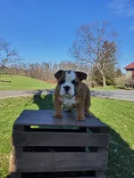 Mandi, a female English Bulldog for sale in Newport, PA – Photo 2 of 8
