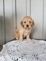 Saige , a male Cockapoo for sale in Newport, PA – 1 of 4