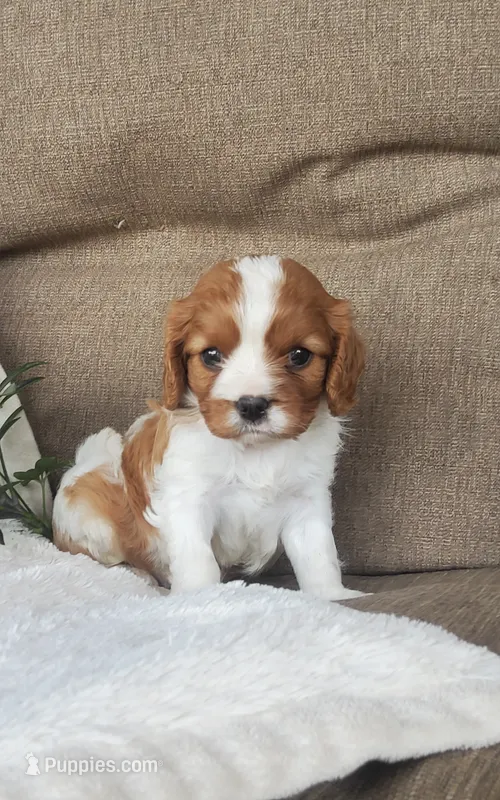 Hugo – Cavalier King Charles Spaniel puppy for sale in Newport, PA
