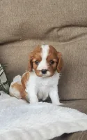 Hugo, a male Cavalier King Charles Spaniel for sale in Newport, PA – 1 of 3