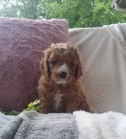 Smores , a male Cavapoo for sale in Newport, PA – 6 of 7