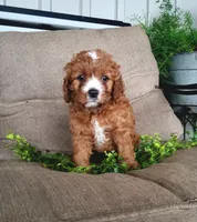 Smores , a male Cavapoo for sale in Newport, PA – 1 of 7