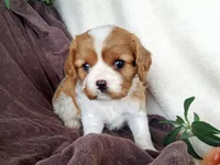 Haley , a female Cavalier King Charles Spaniel for sale in Newport, PA – 2 of 2