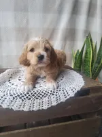 Charlie , a male Cockapoo for sale in Newport, PA – Photo 2 of 2