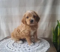 Charlie , a male Cockapoo for sale in Newport, PA – Photo 1 of 2