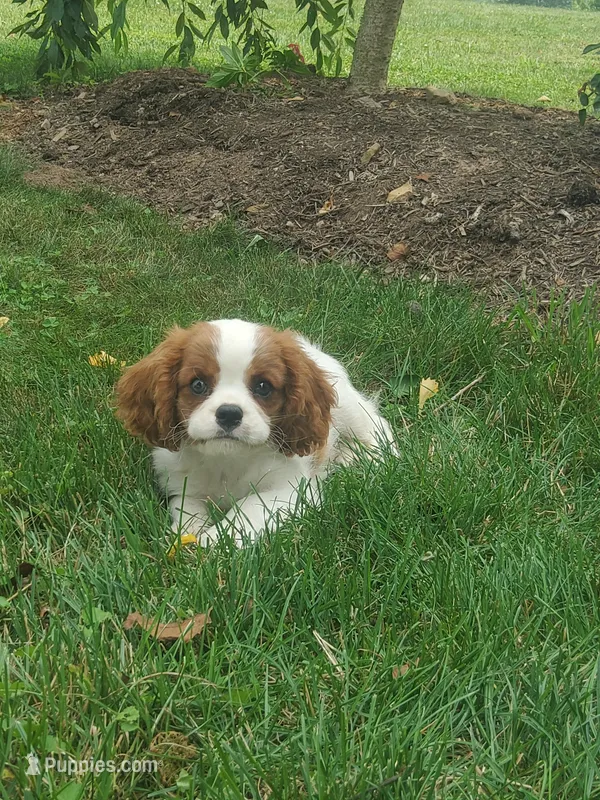 Hoss – Cavalier King Charles Spaniel puppy for sale in Newport, PA