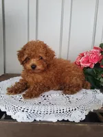 Tidbit, a male Poodle - Toy  for sale in Newport, PA – 3 of 6