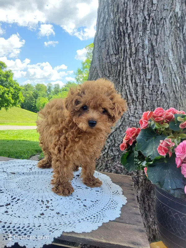 Tidbit – Poodle - Toy  puppy for sale in Newport, PA
