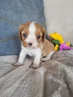 Bo, a male Cavalier King Charles Spaniel for sale in Newport, PA – 2 of 2