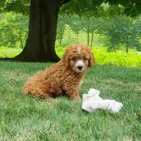 Smores , a male Cavapoo for sale in Newport, PA – 4 of 9
