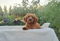 Sonny, a male Cavapoo for sale in Newport, PA – 2 of 10