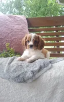 Hugo, a male Cavalier King Charles Spaniel for sale in Newport, PA – 5 of 10