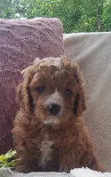 Smores , a male Cavapoo for sale in Newport, PA – 5 of 7