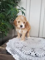 Sweetie , a female Cockapoo for sale in Newport, PA – 4 of 4