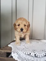 Saige , a male Cockapoo for sale in Newport, PA – 2 of 4