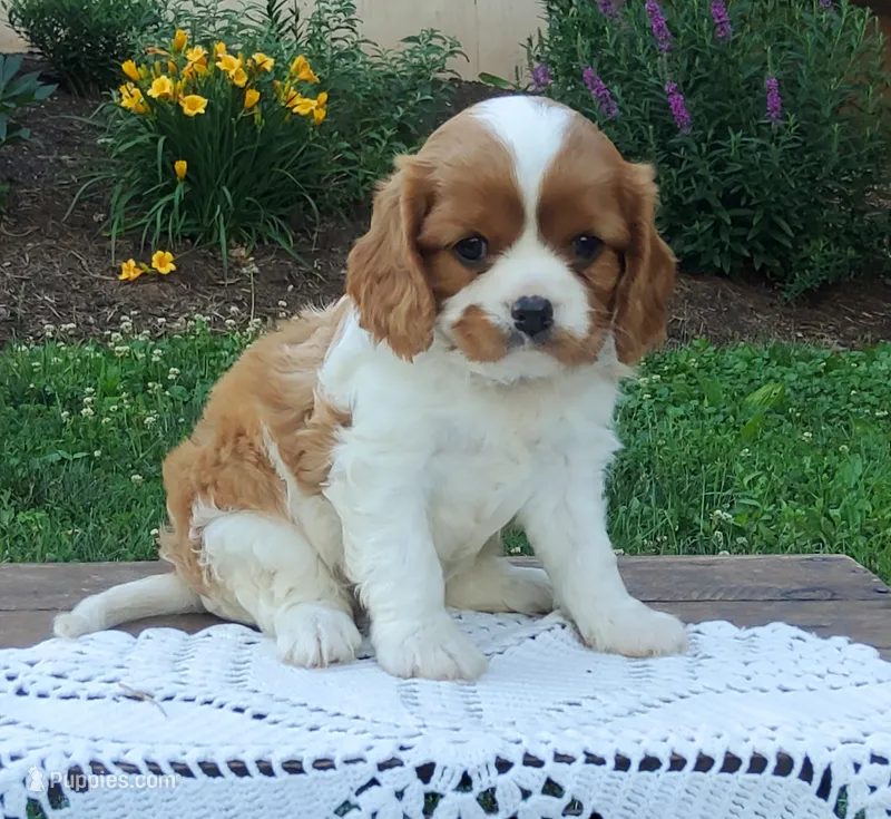 Haley  – Cavalier King Charles Spaniel puppy for sale in Newport, PA
