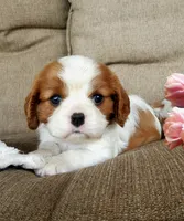 Hoss, a male Cavalier King Charles Spaniel for sale in Newport, PA – 2 of 3
