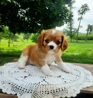 Biscuit, a male Cavalier King Charles Spaniel for sale in Newport, PA – 4 of 7