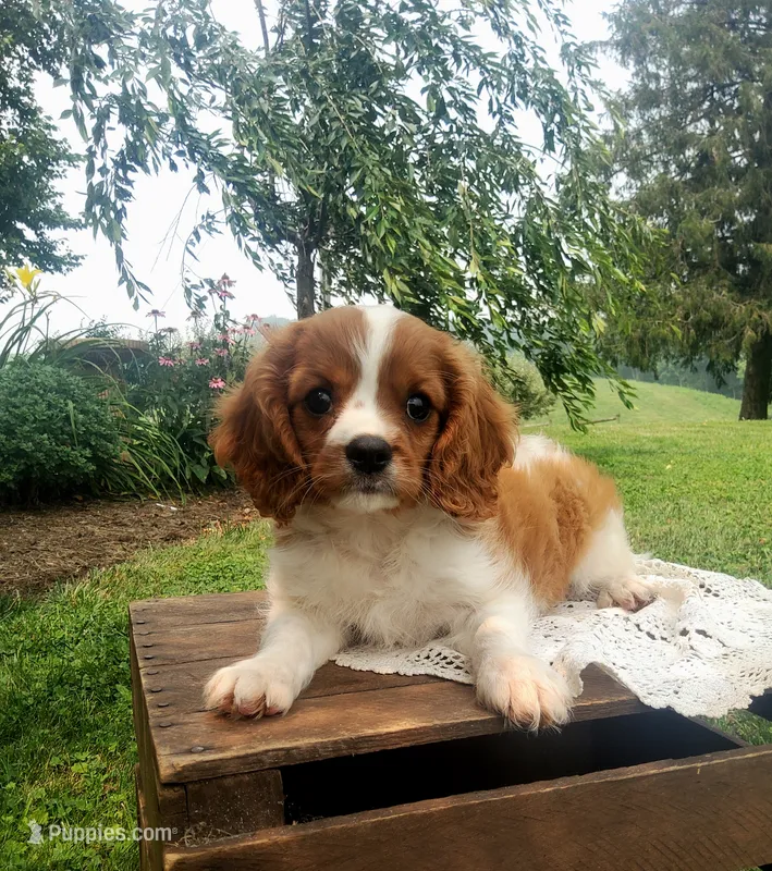 Hugo – Cavalier King Charles Spaniel puppy for sale in Newport, PA