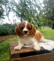 Hugo, a male Cavalier King Charles Spaniel for sale in Newport, PA – 1 of 10